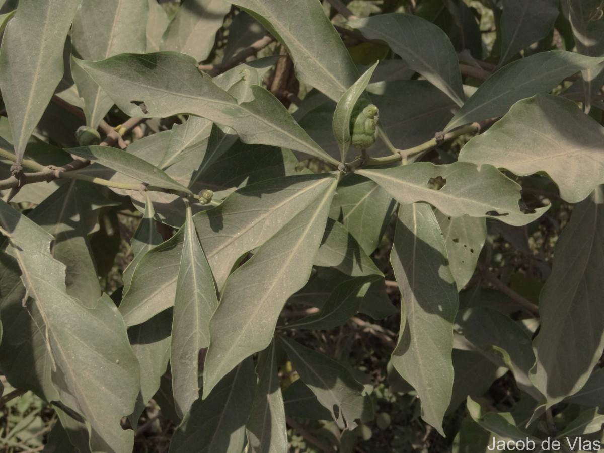 Morinda coreia Buch.-Ham.
